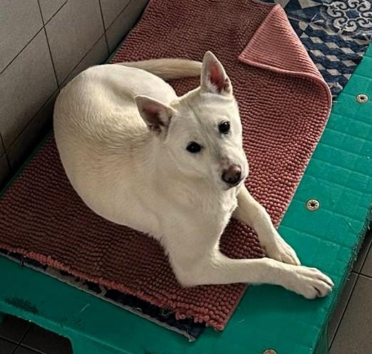 SKYLER BELLISSIMA CAGNOLINA Foto 4